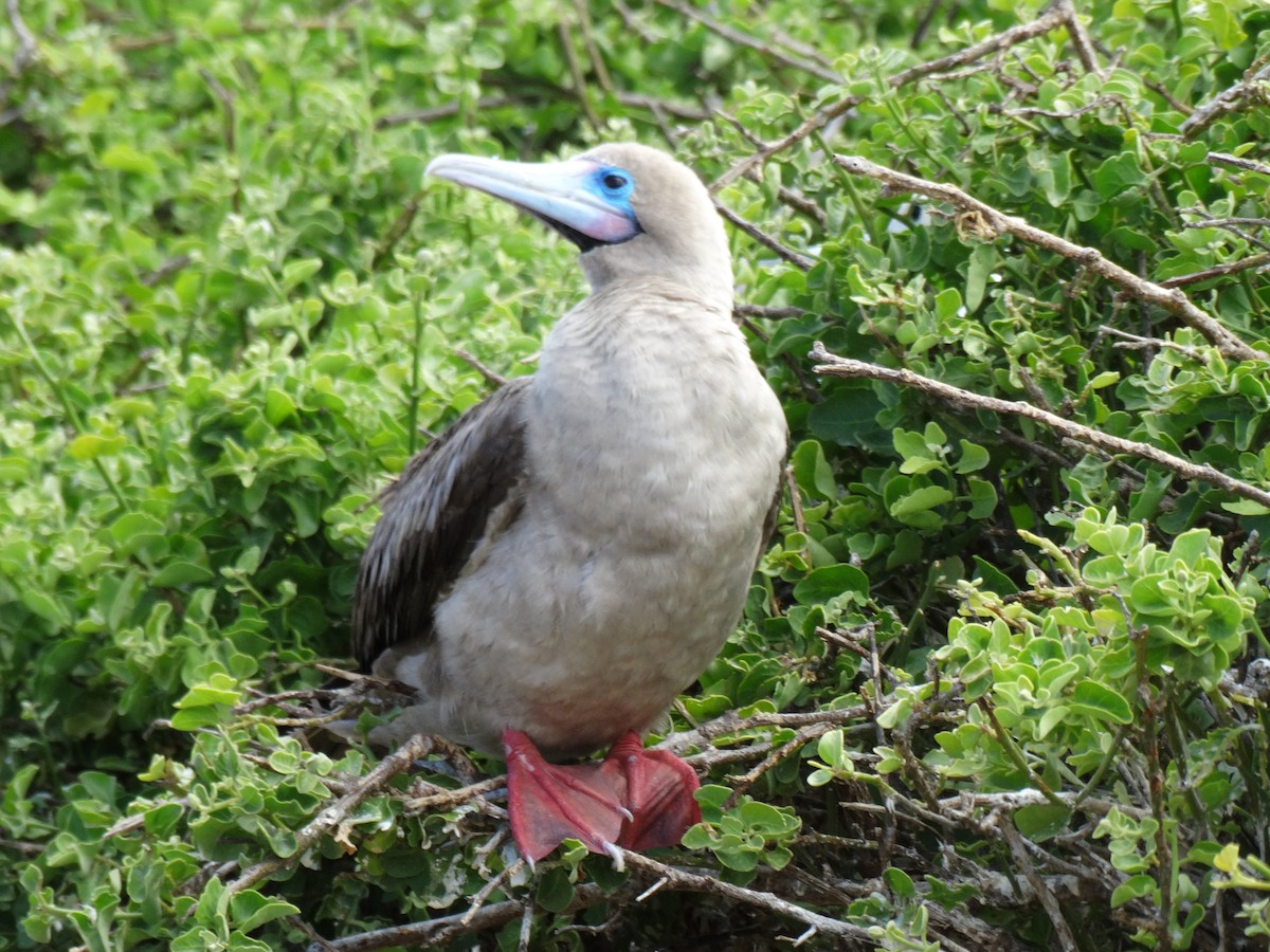 Red-footed Booby - ML289119991