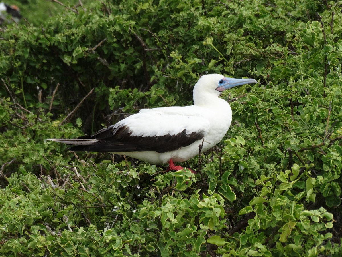 Red-footed Booby - ML289120021