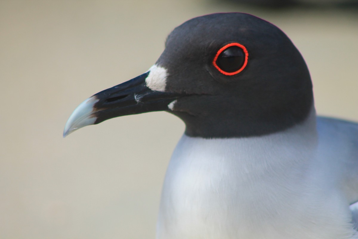 Swallow-tailed Gull - ML289120151