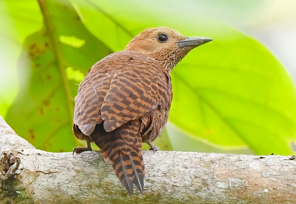 Rufous Woodpecker - ML289120771