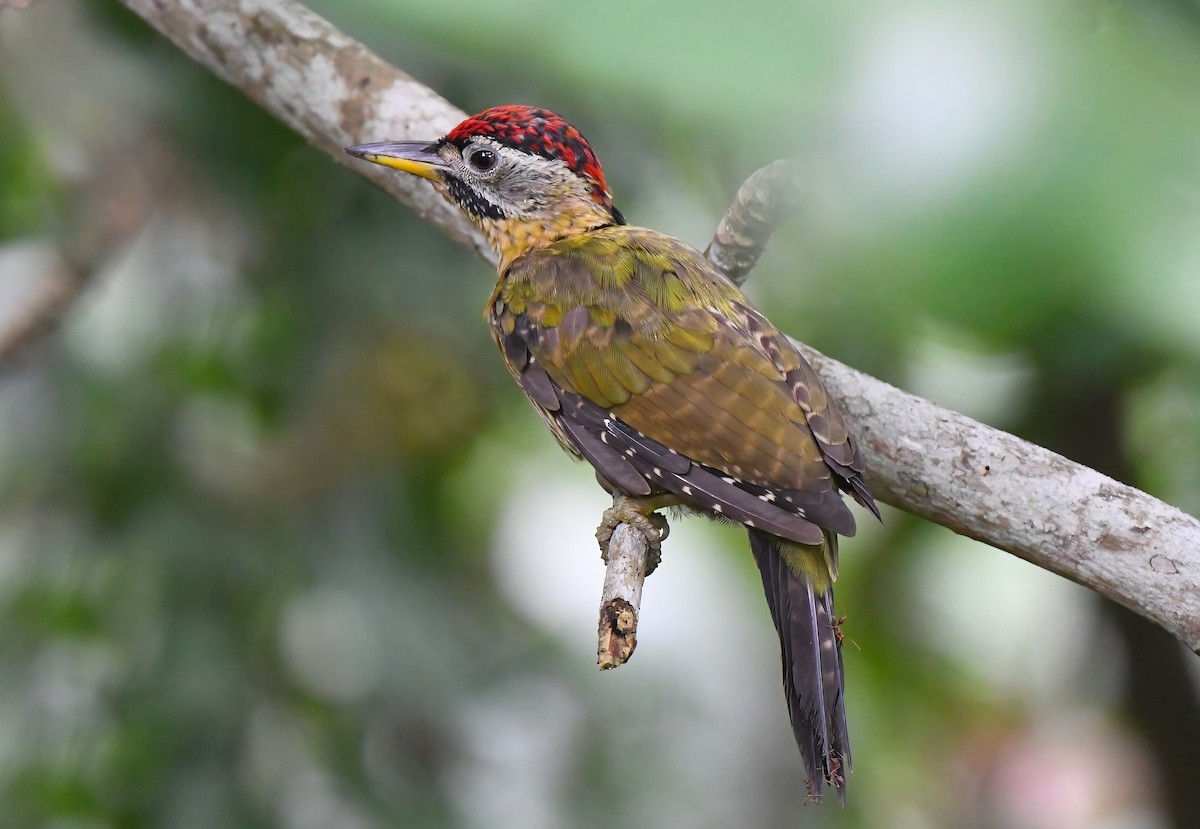 Laced Woodpecker - norman wu