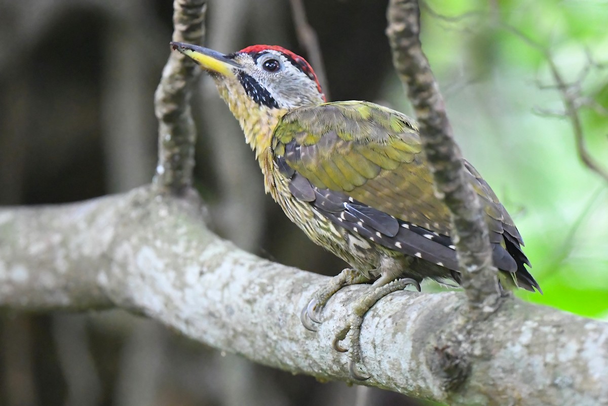 Laced Woodpecker - ML289120861