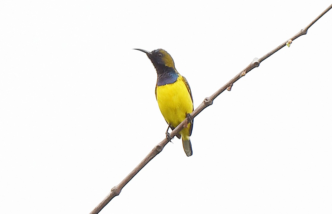 Ornate Sunbird - norman wu