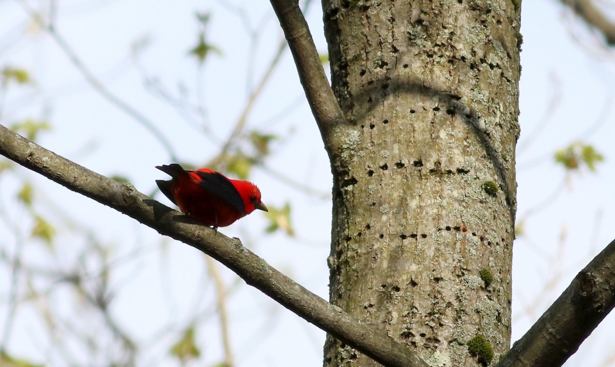 Scarlet Tanager - ML28912201