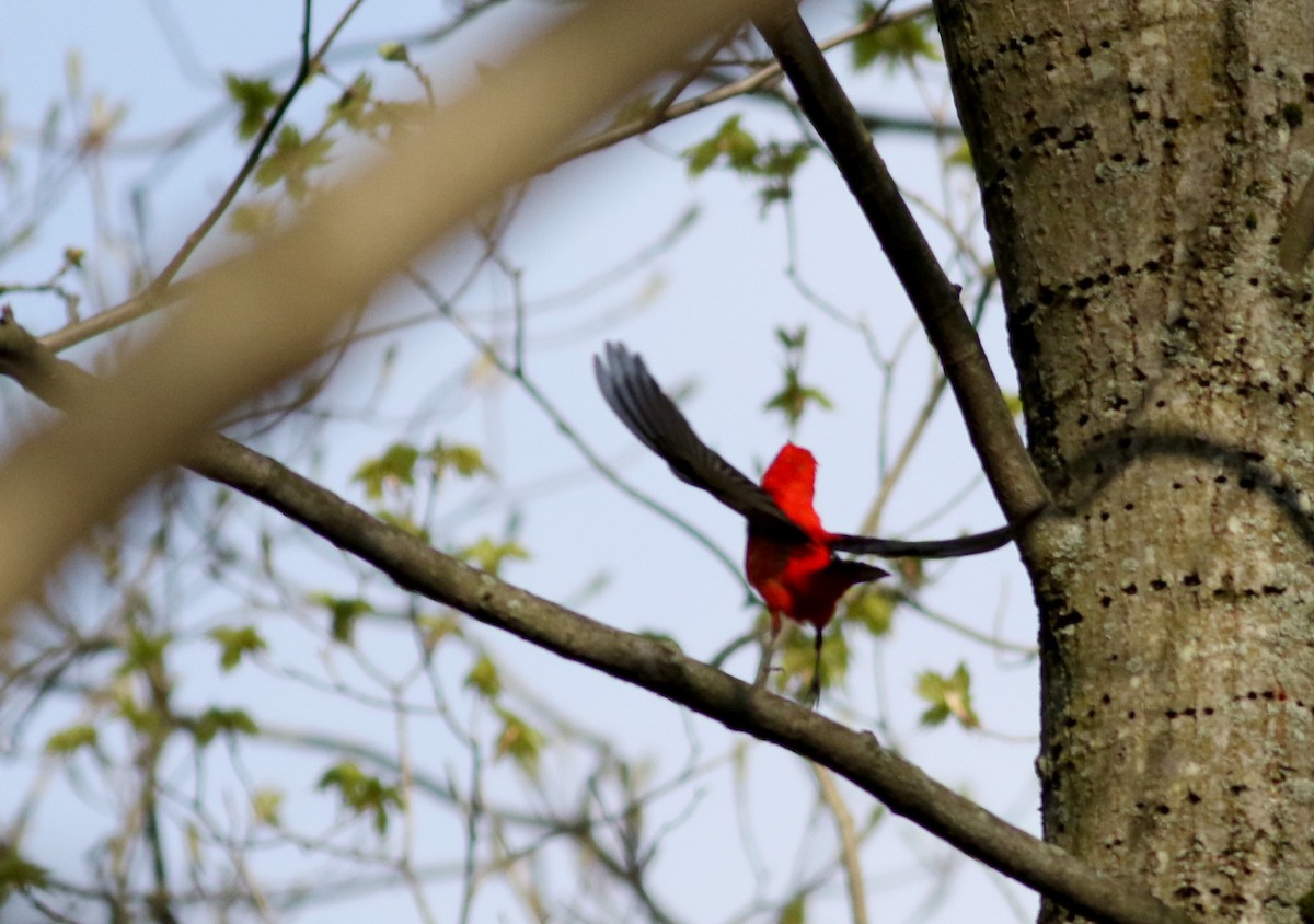 Scarlet Tanager - ML28912221