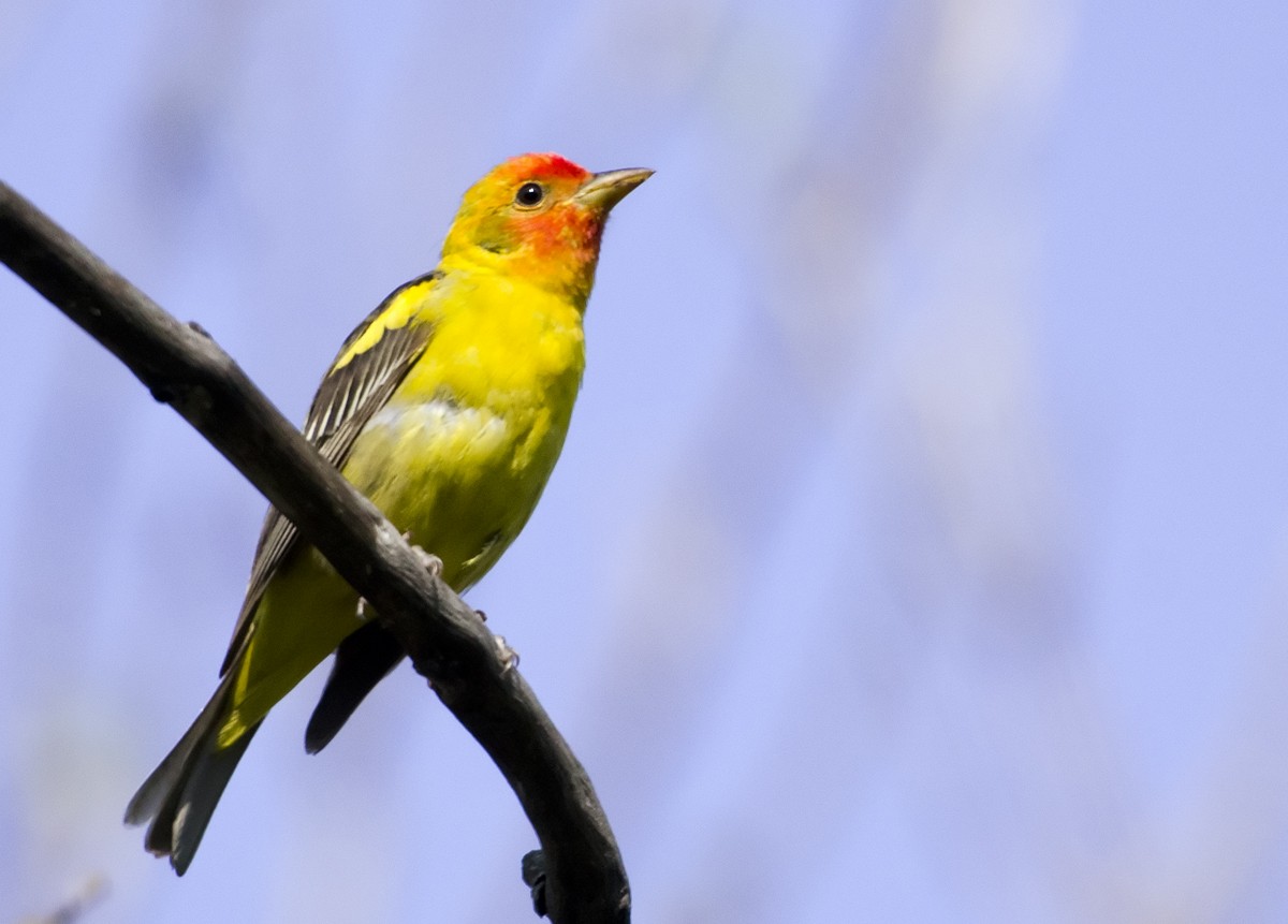 Western Tanager - Annie McLeod