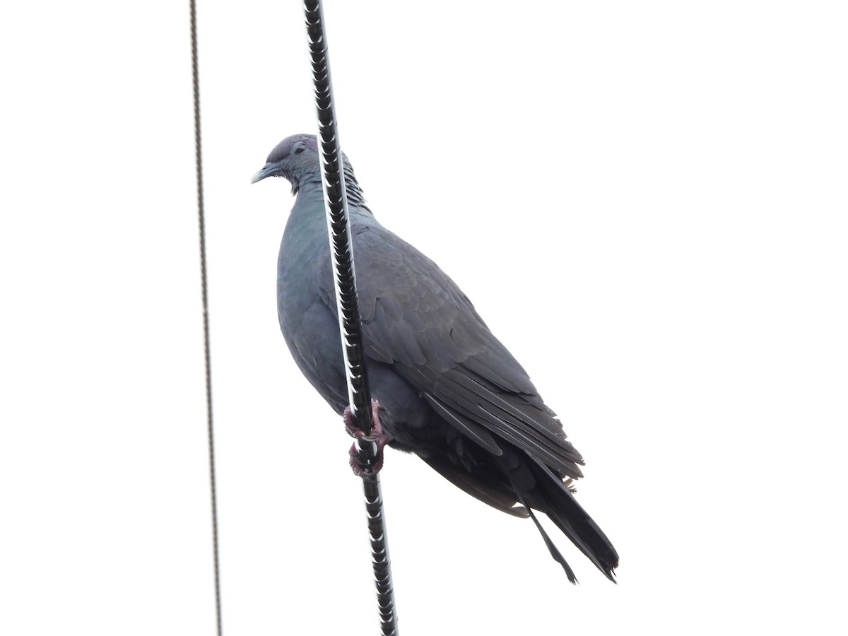 Black Wood-Pigeon - ML289131161