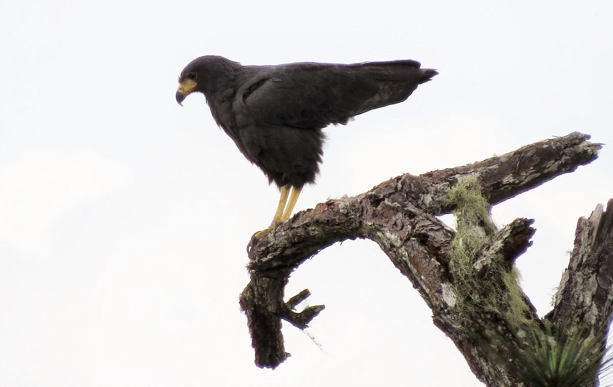 Solitary Eagle - Oliver  Komar