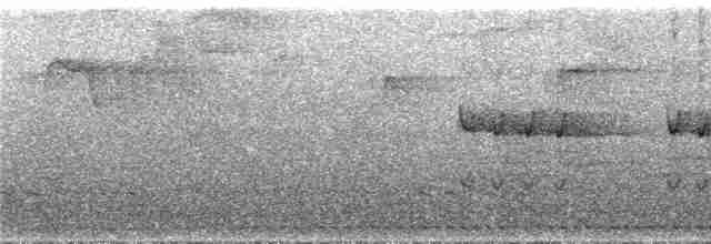 Меридский тапакуло (meridanus) - ML289144