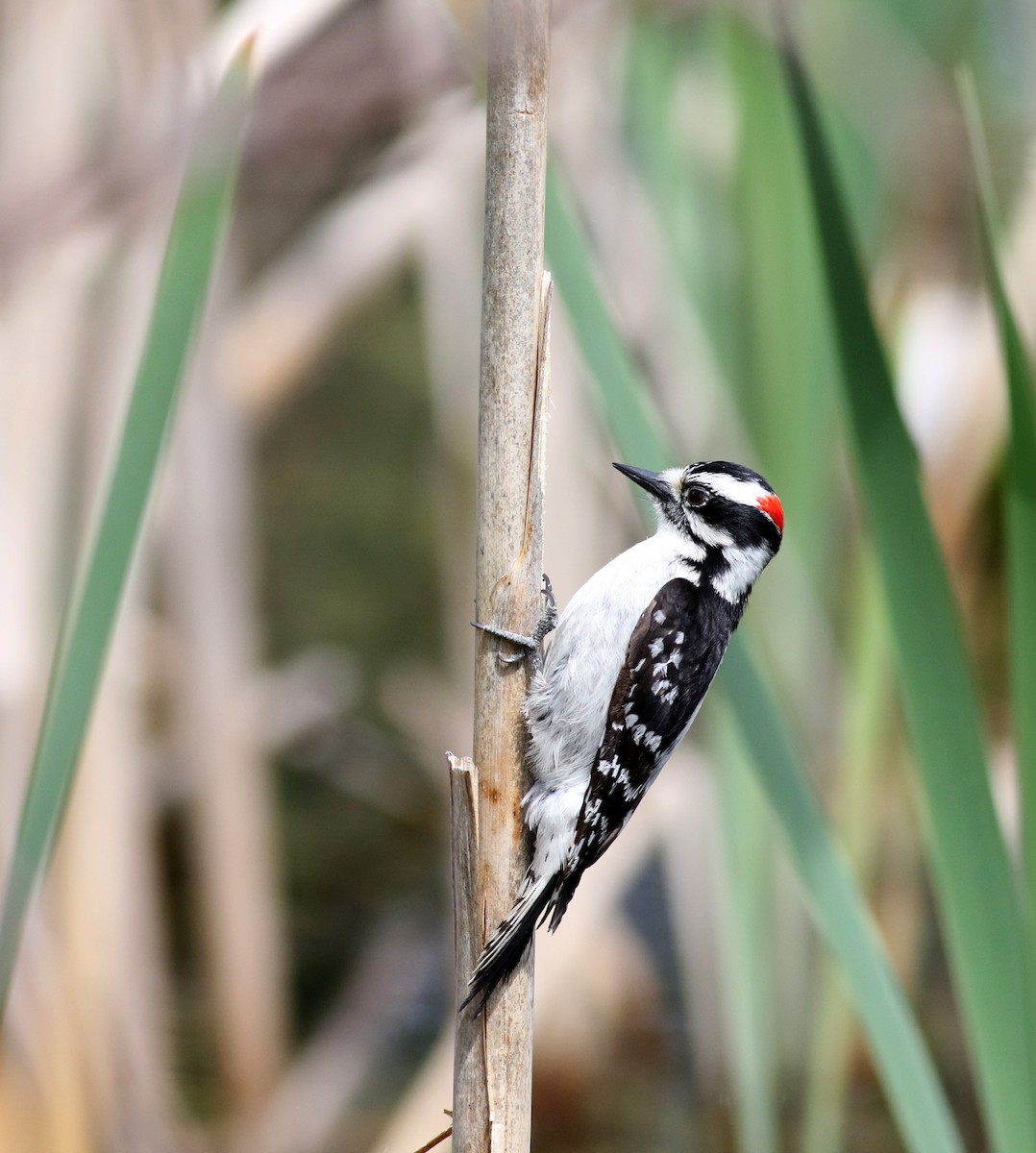 Downy Woodpecker (Eastern) - ML28914651