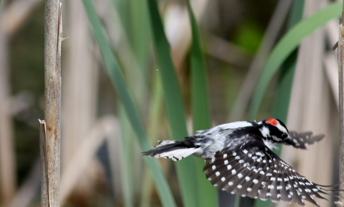 Downy Woodpecker (Eastern) - ML28914681