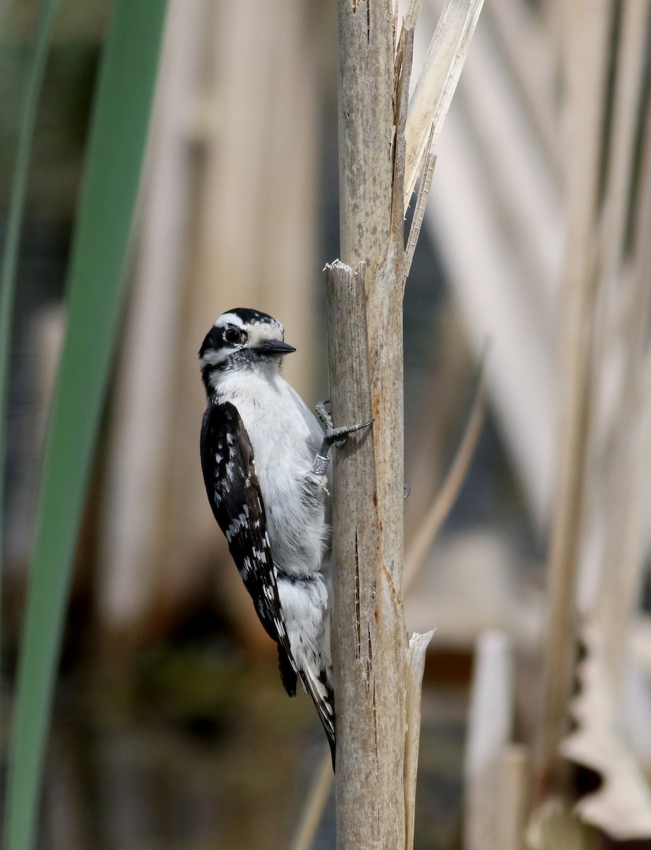 Downy Woodpecker (Eastern) - ML28914691