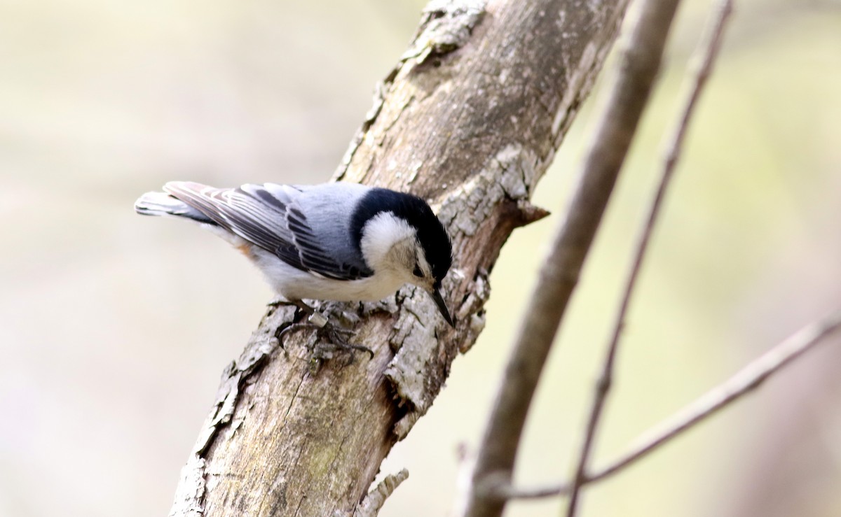White-breasted Nuthatch (Eastern) - ML28914761