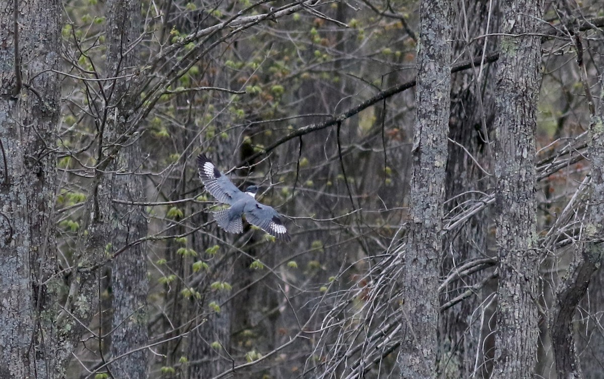 Belted Kingfisher - ML28914861