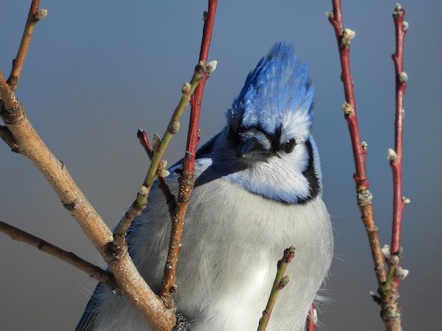 Blue Jay - Vermont eBird