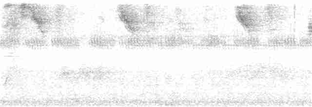 Todirostre de Kaempfer - ML289153141