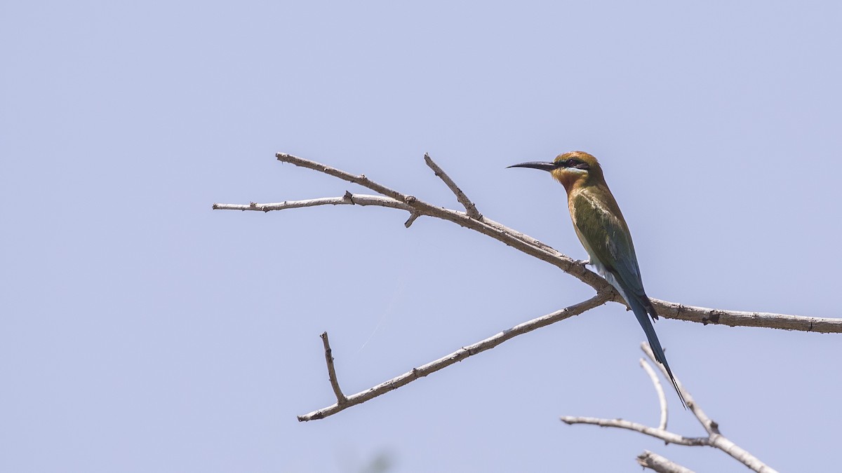 Blue-tailed Bee-eater - ML289157401