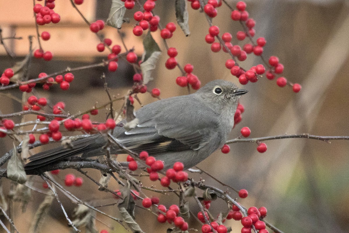 Townsend's Solitaire - ML289160641