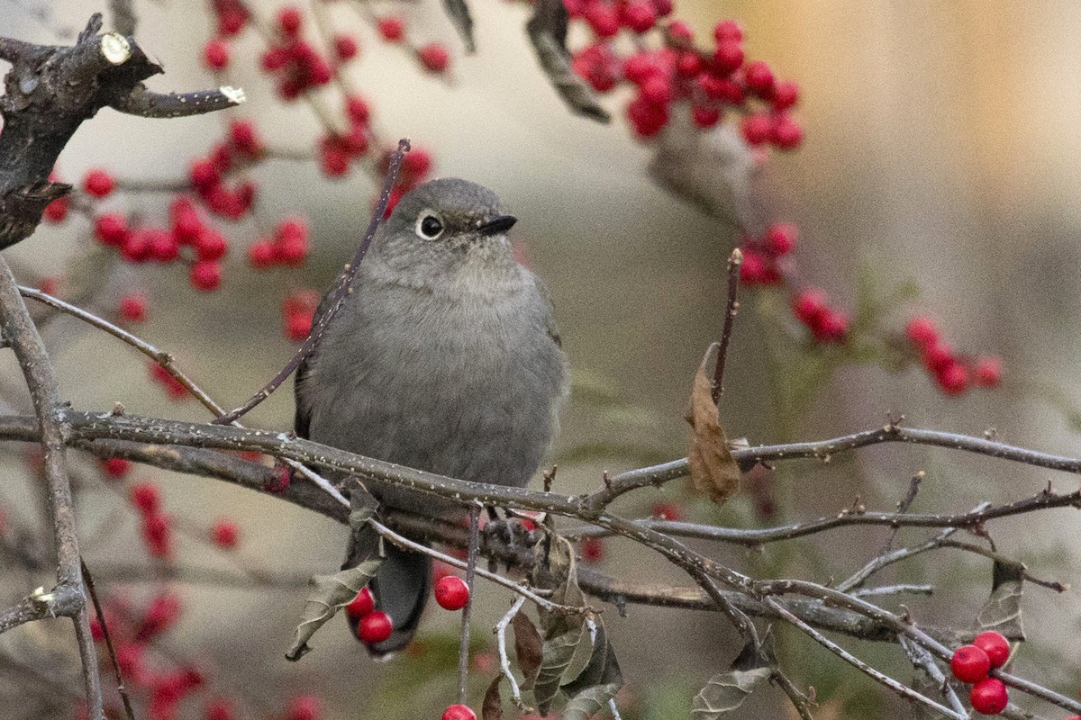 Townsend's Solitaire - ML289160831