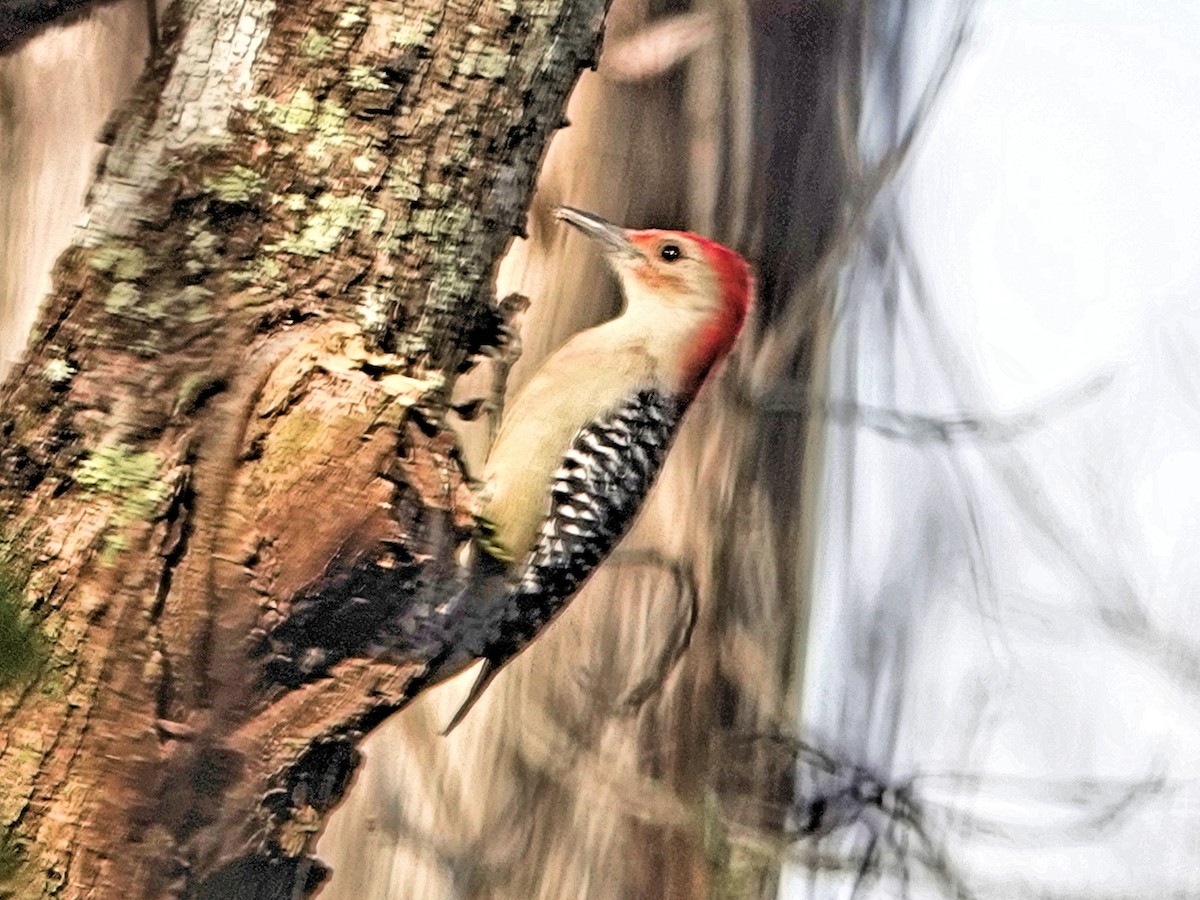 Red-bellied Woodpecker - ML289168021