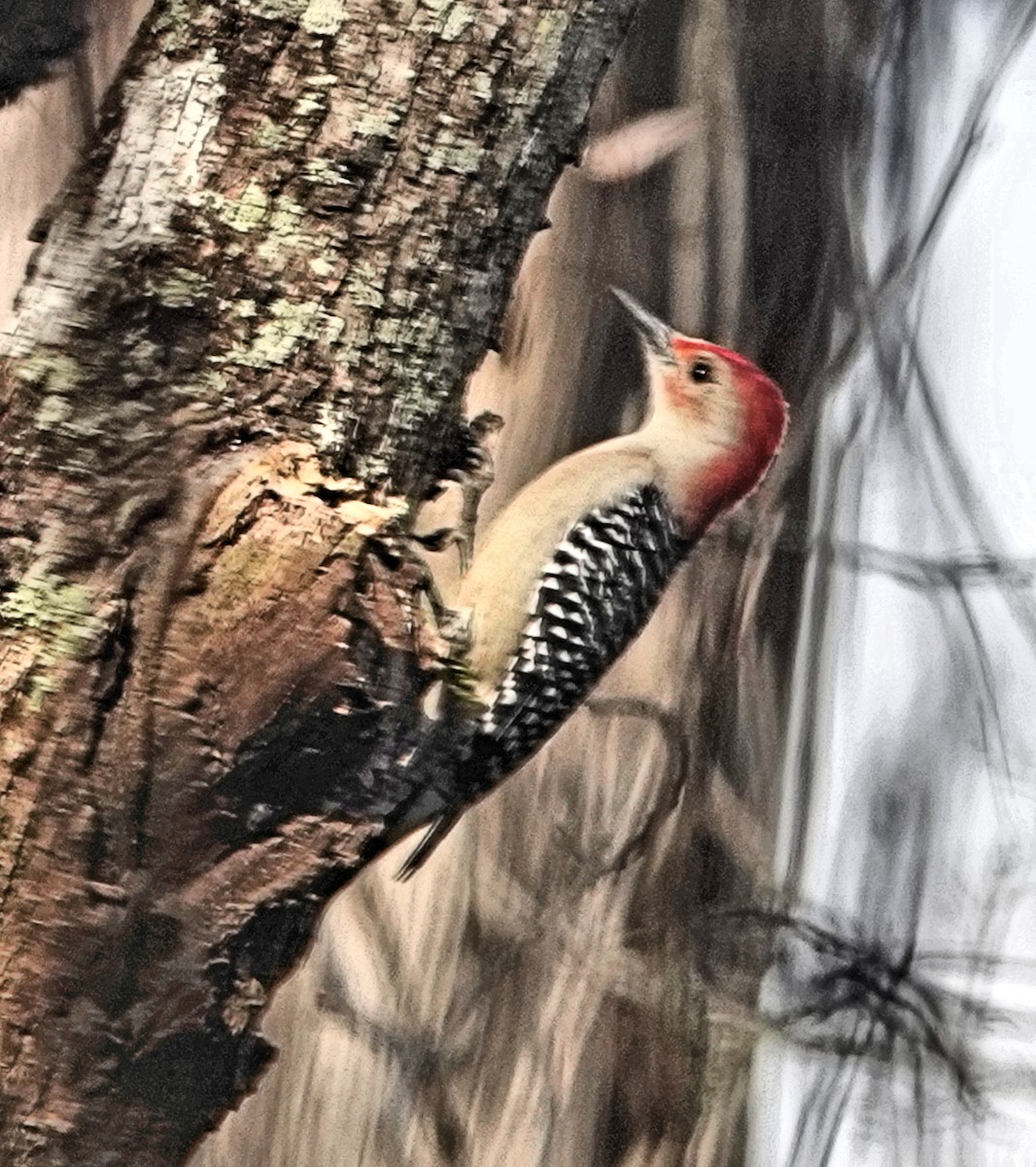 Red-bellied Woodpecker - ML289168091
