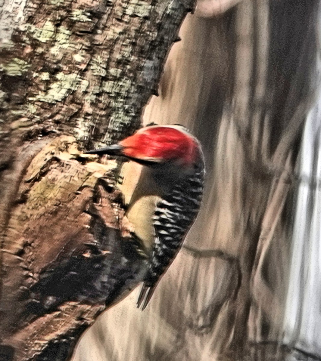 Red-bellied Woodpecker - ML289168101