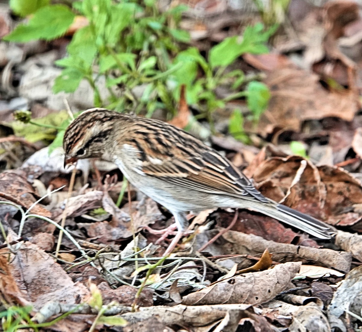 Chipping Sparrow - ML289169591