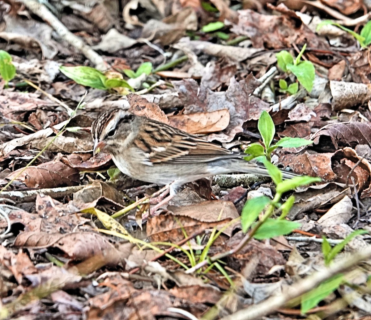 Chipping Sparrow - ML289169631