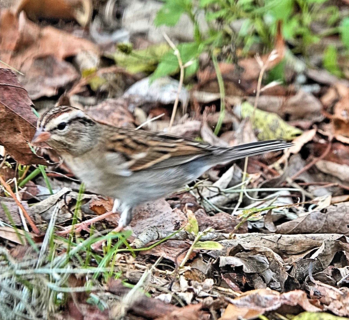 Chipping Sparrow - Doug Wassmer