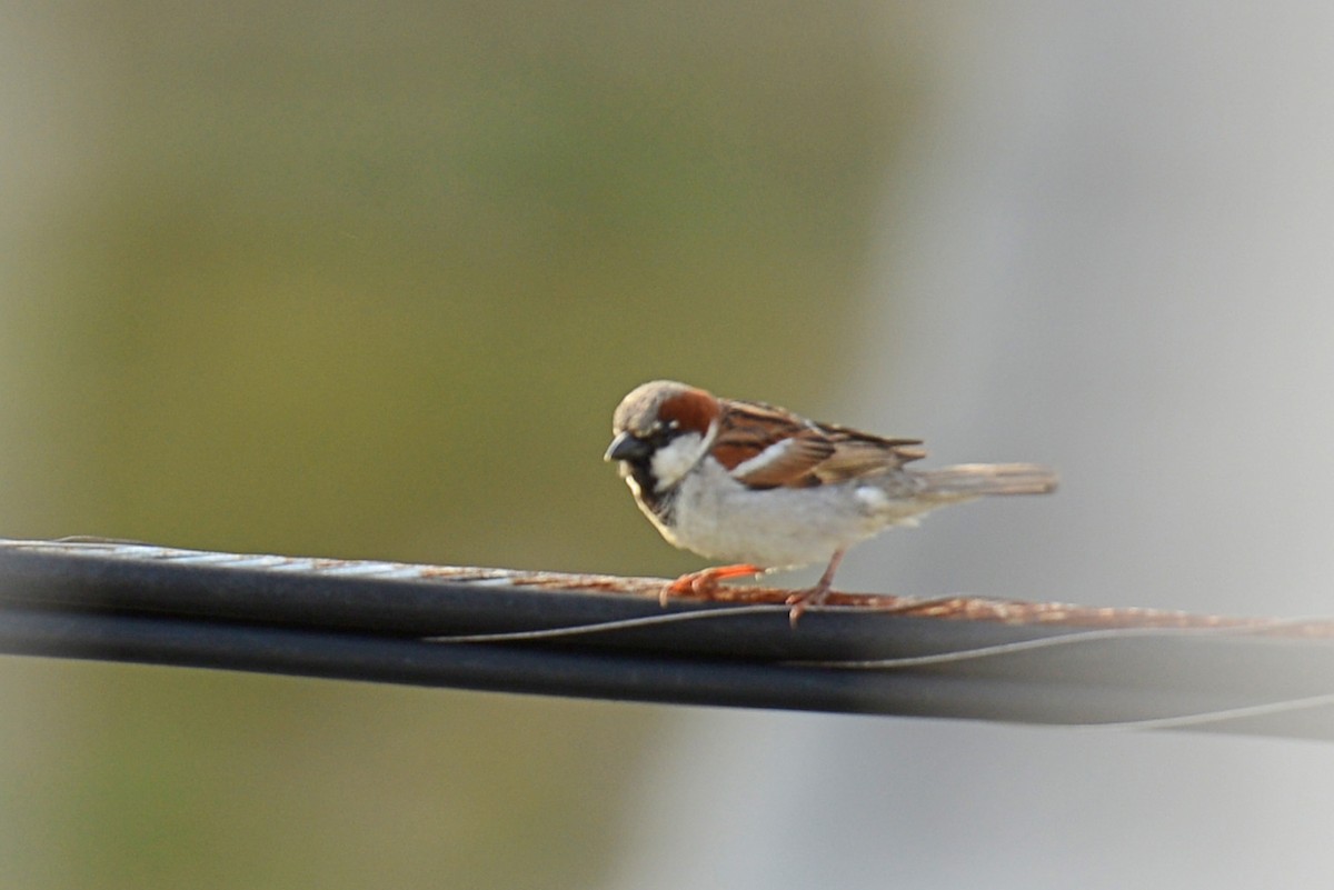 House Sparrow - ML28918141