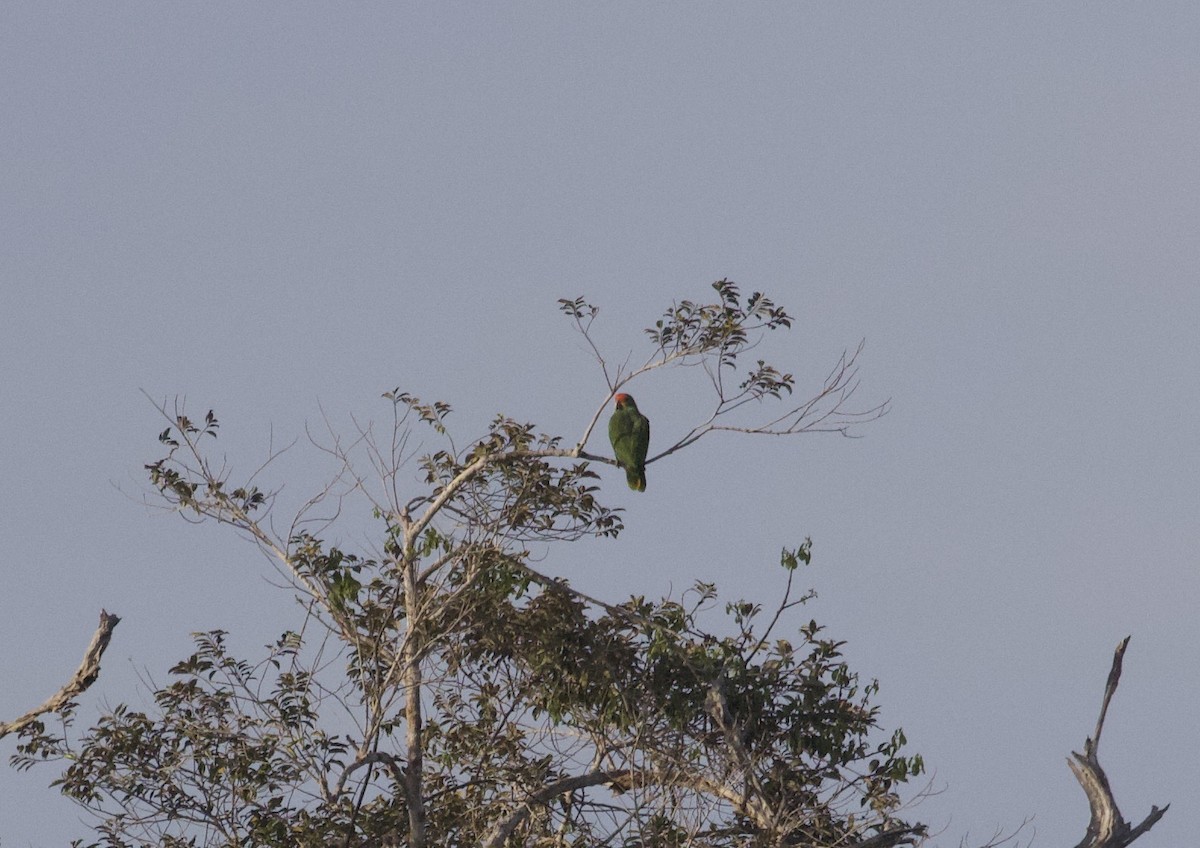 Red-browed Parrot - ML289184221