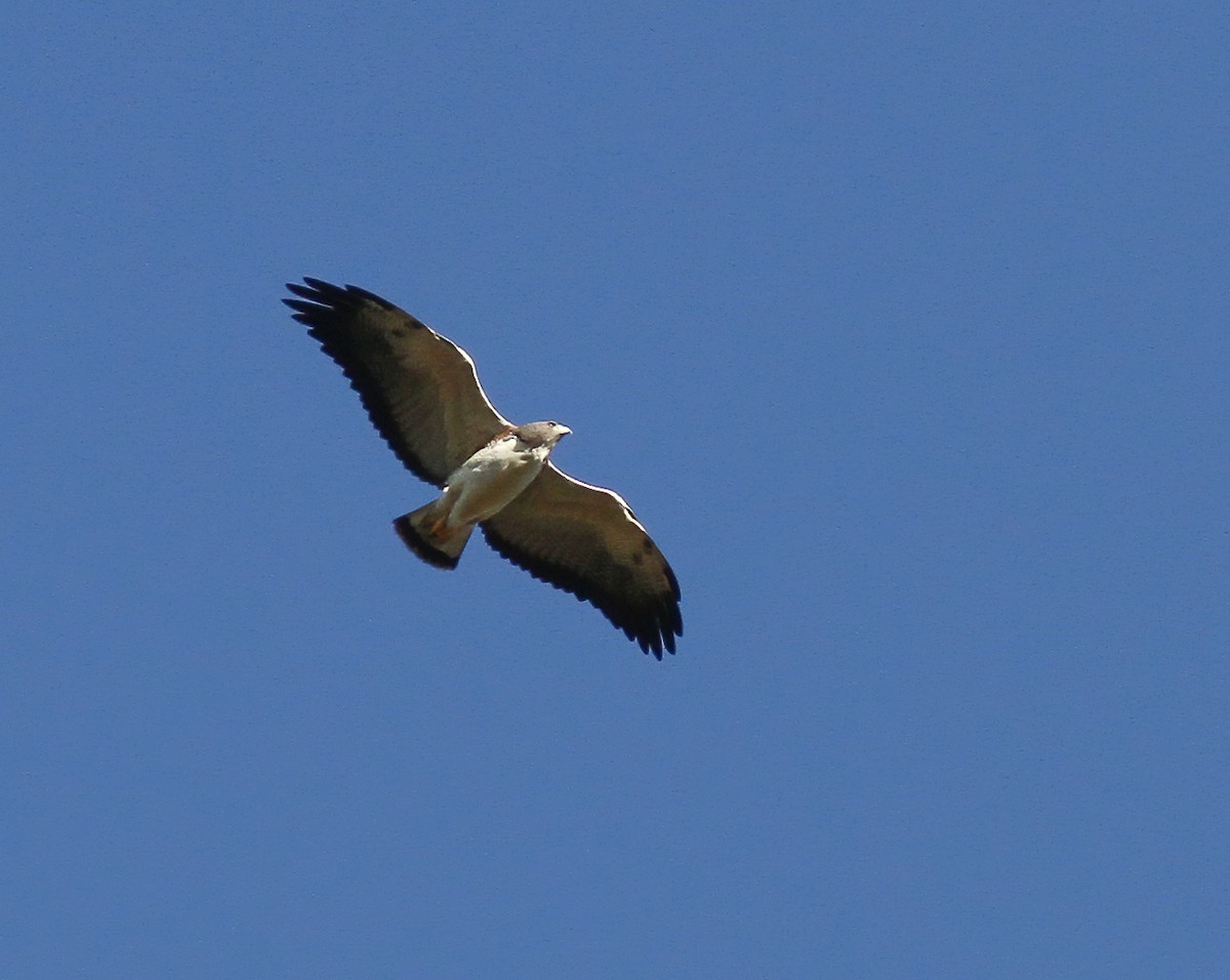 White-tailed Hawk - Per Smith