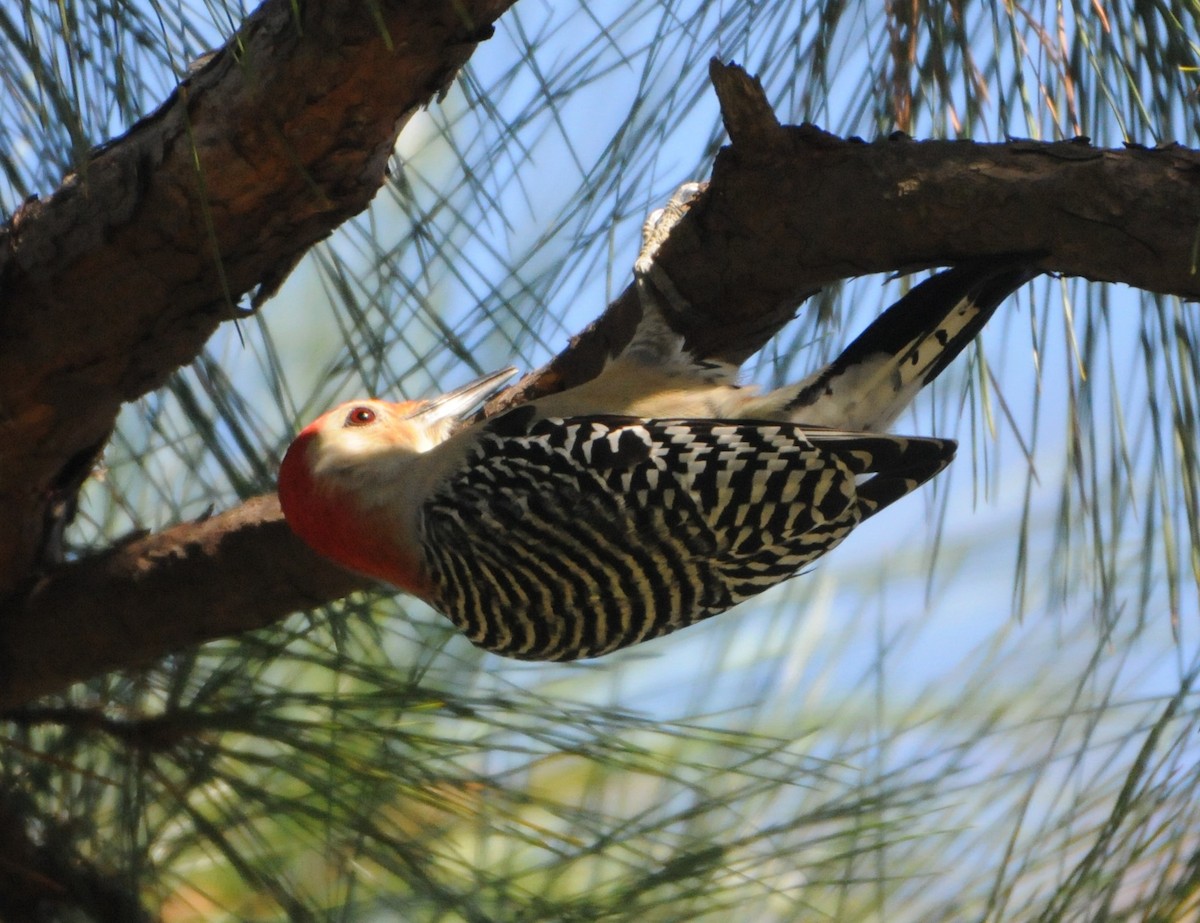 Red-bellied Woodpecker - Jim Highberger