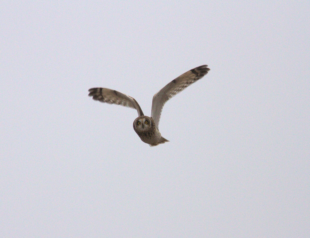 Short-eared Owl - ML289200711