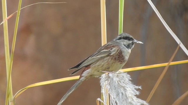 White-capped Bunting - ML289207231