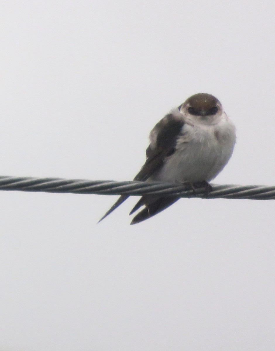 Northern Rough-winged Swallow - Lori Zabel