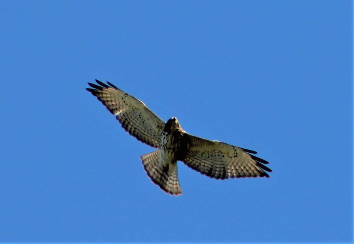 Broad-winged Hawk - T L P L