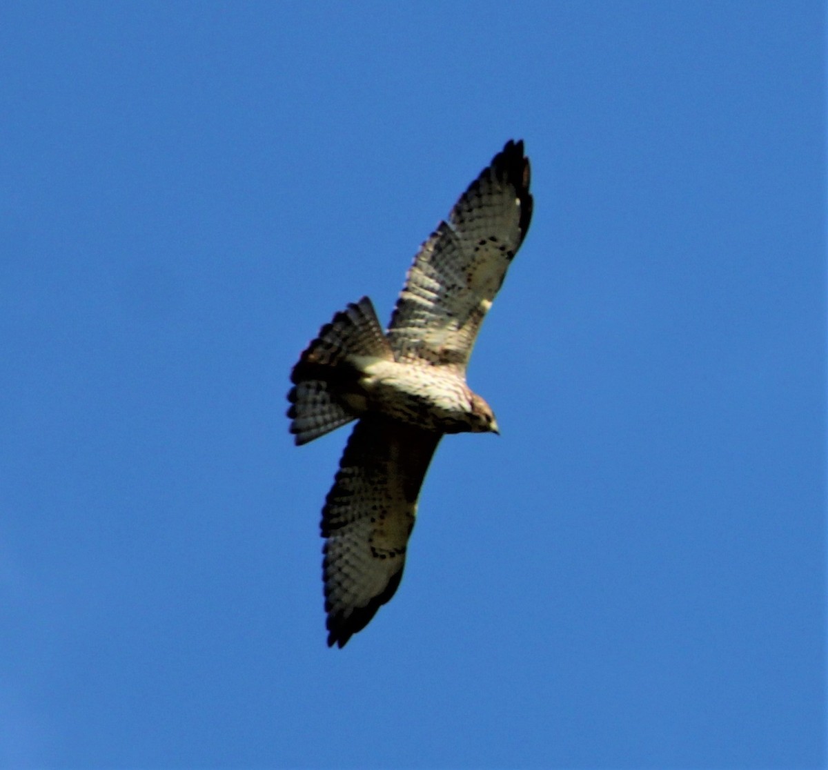 Broad-winged Hawk - ML289212221
