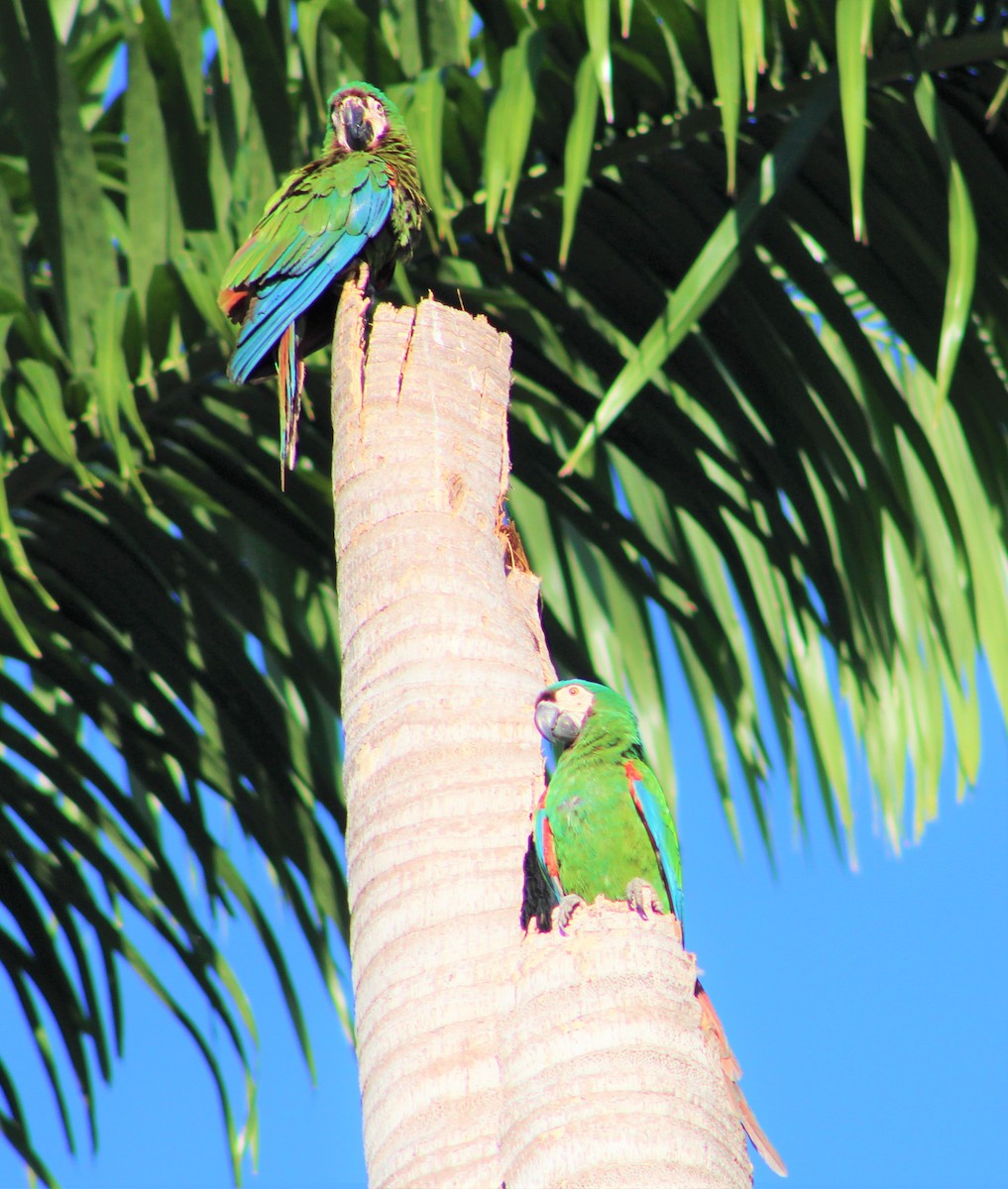 Chestnut-fronted Macaw - ML289212721