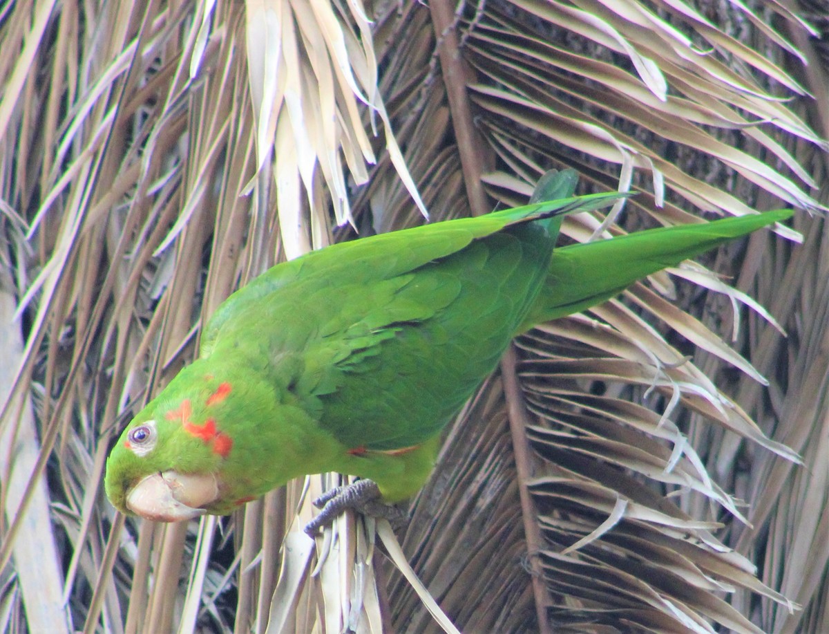White-eyed Parakeet - T L P L