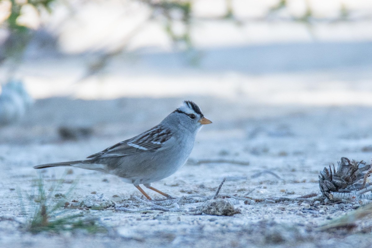 White-crowned Sparrow - ML289213161