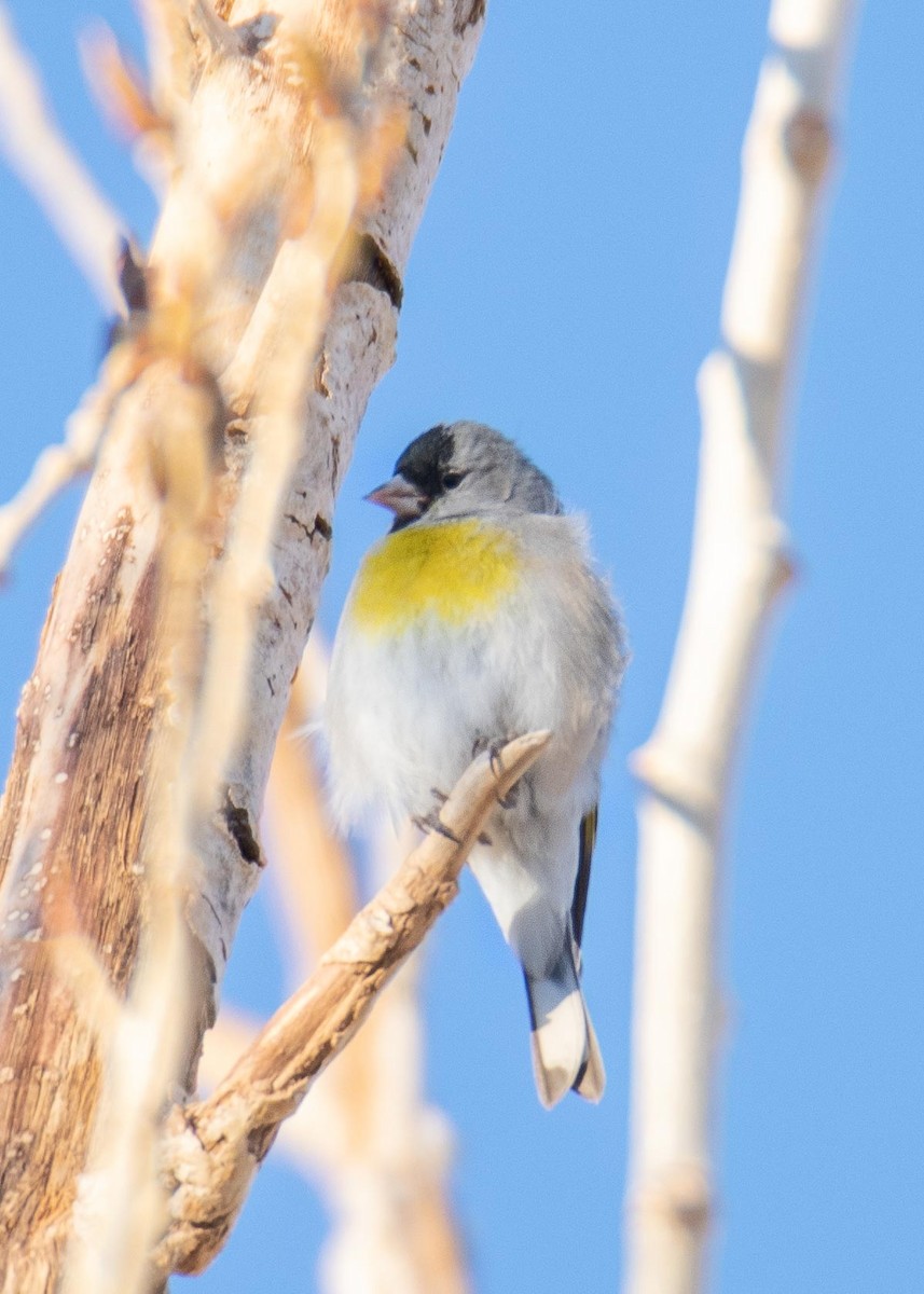 Lawrence's Goldfinch - ML289214481