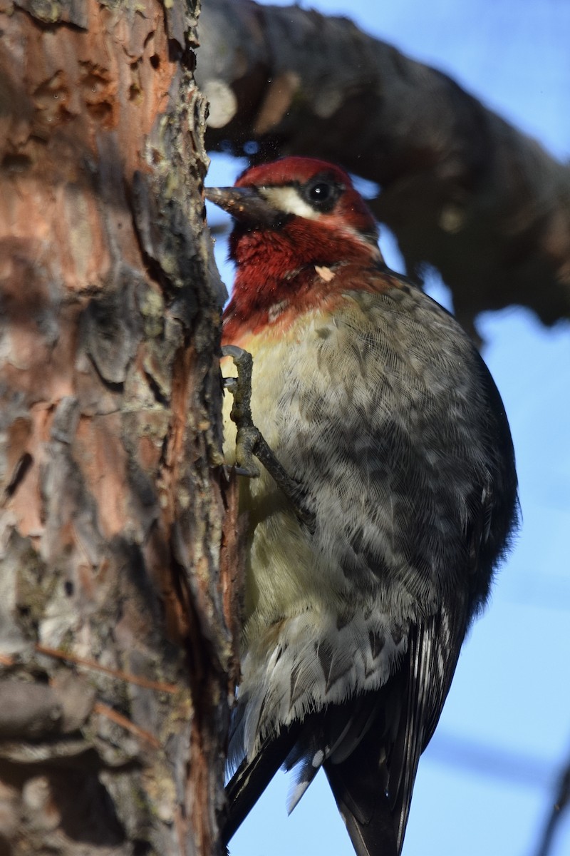Red-breasted Sapsucker - ML289216521