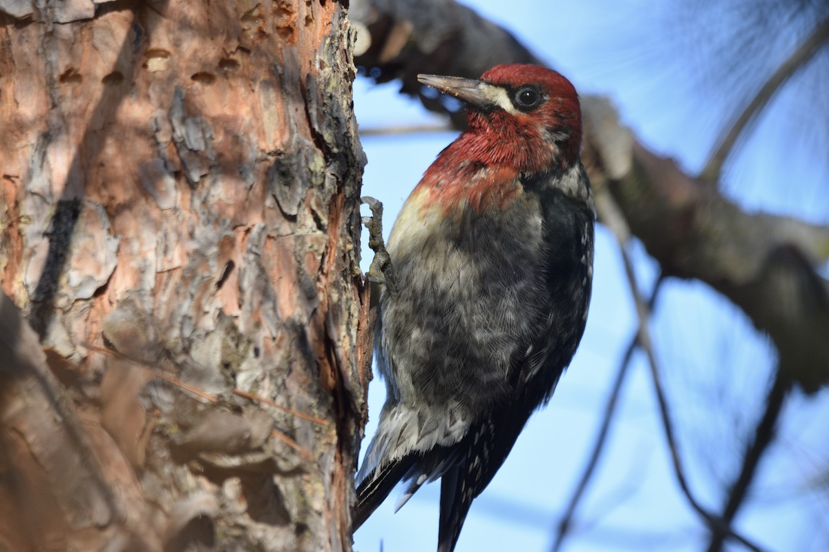 Red-breasted Sapsucker - ML289216551
