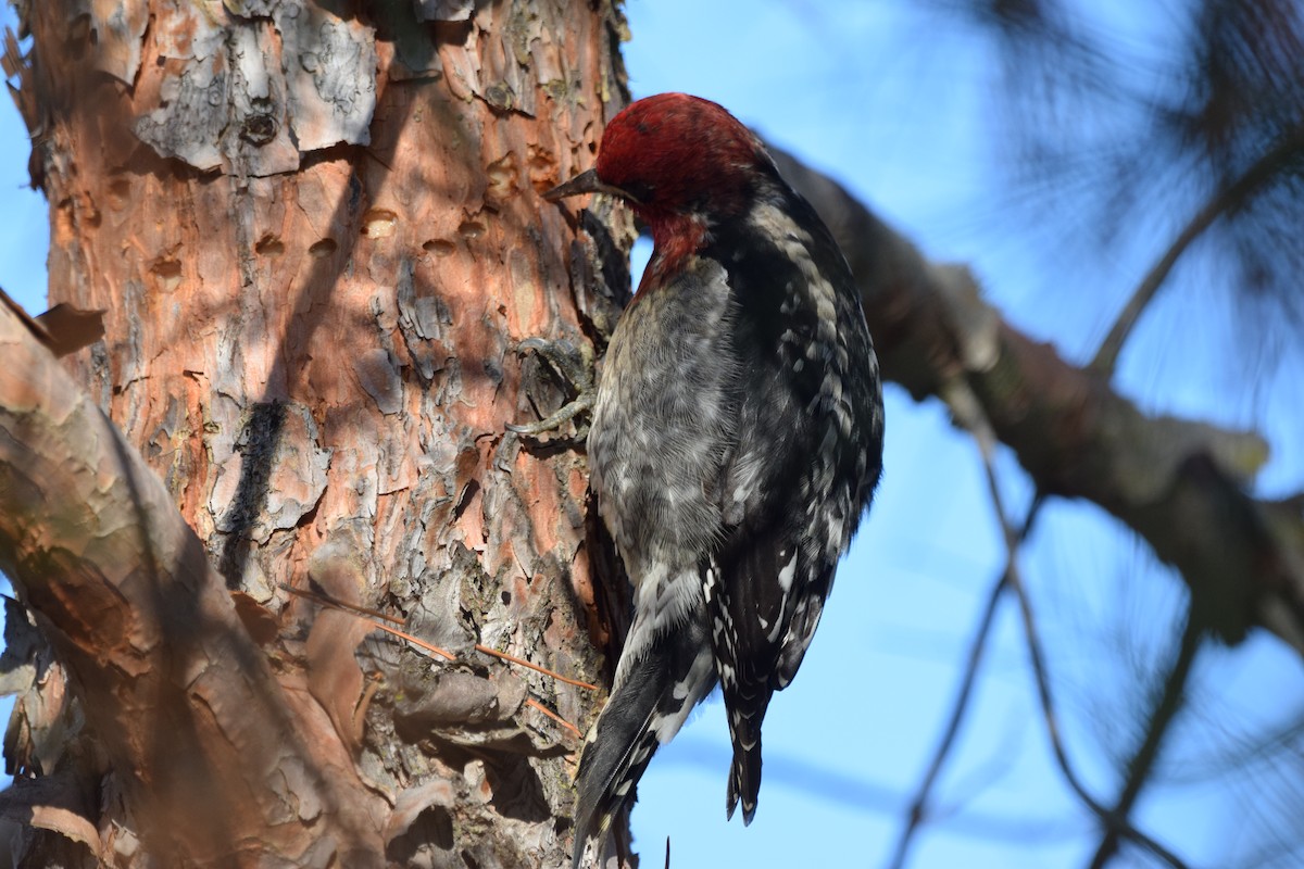 Red-breasted Sapsucker - ML289216581