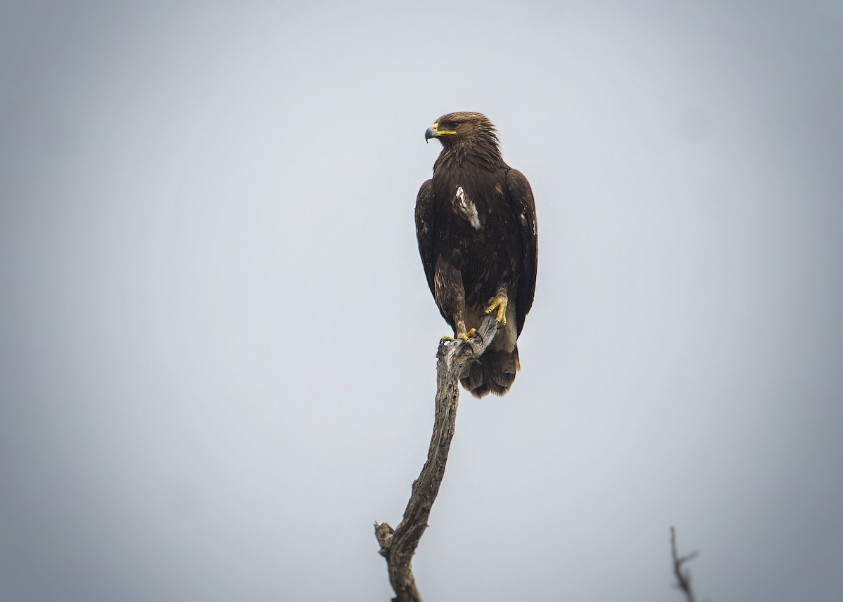 Greater Spotted Eagle - Alper Tüydeş