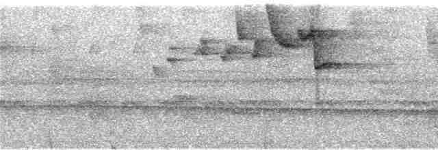 Серогрудый певун - ML289220