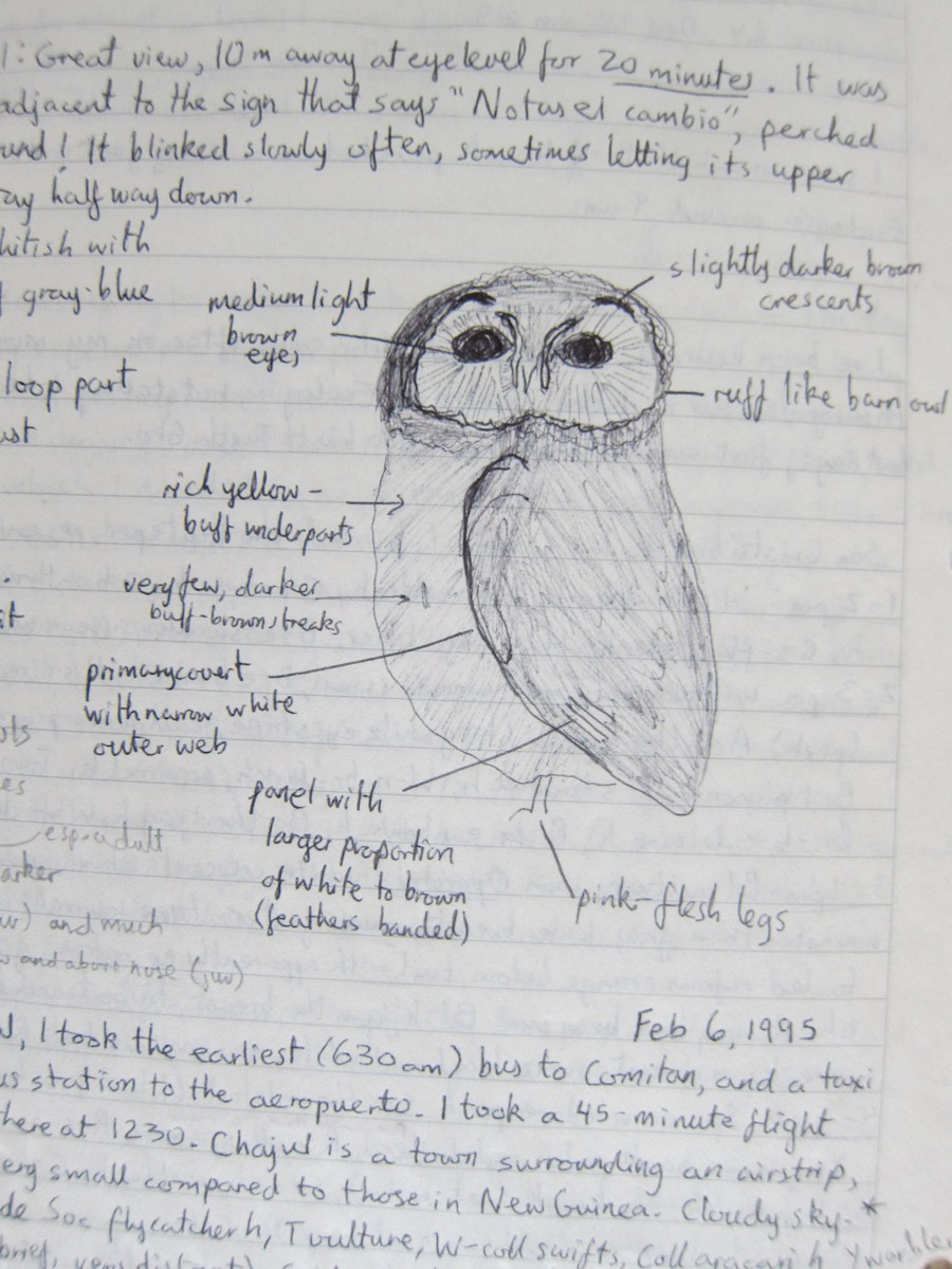 Unspotted Saw-whet Owl - ML289220571