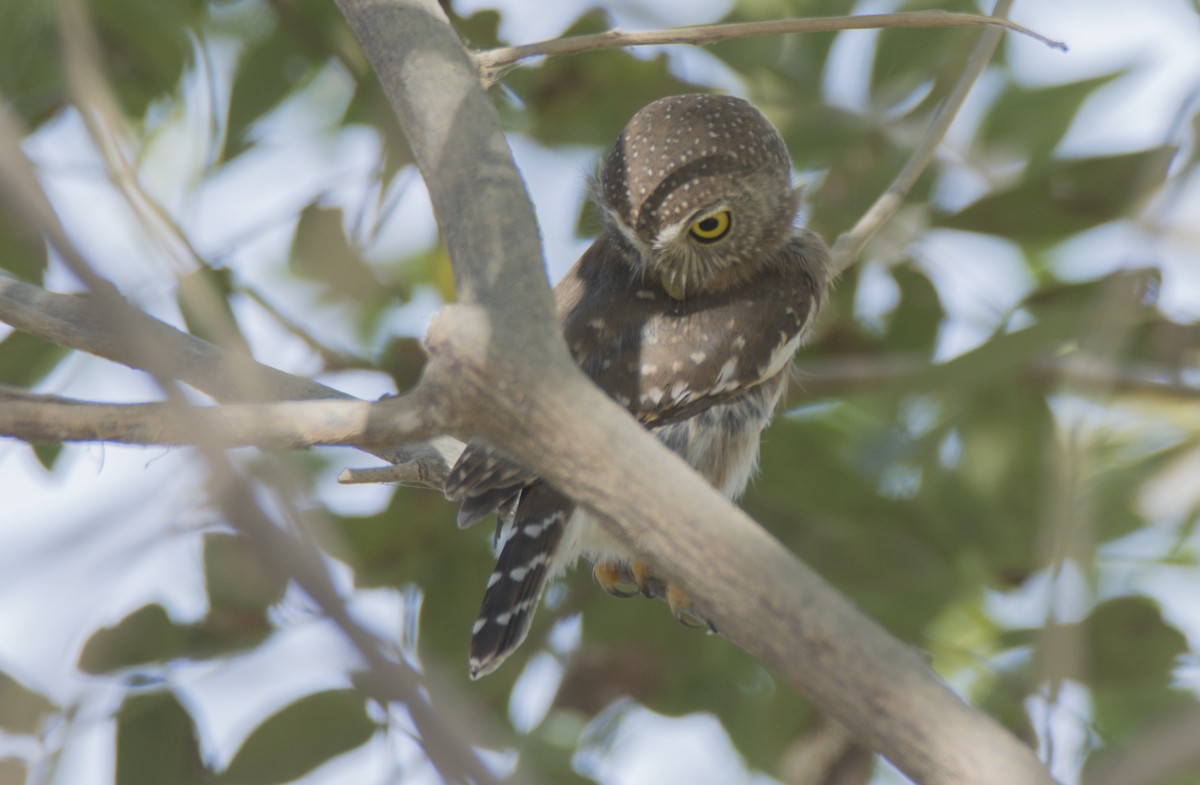 Colima Pygmy-Owl - ML289221891