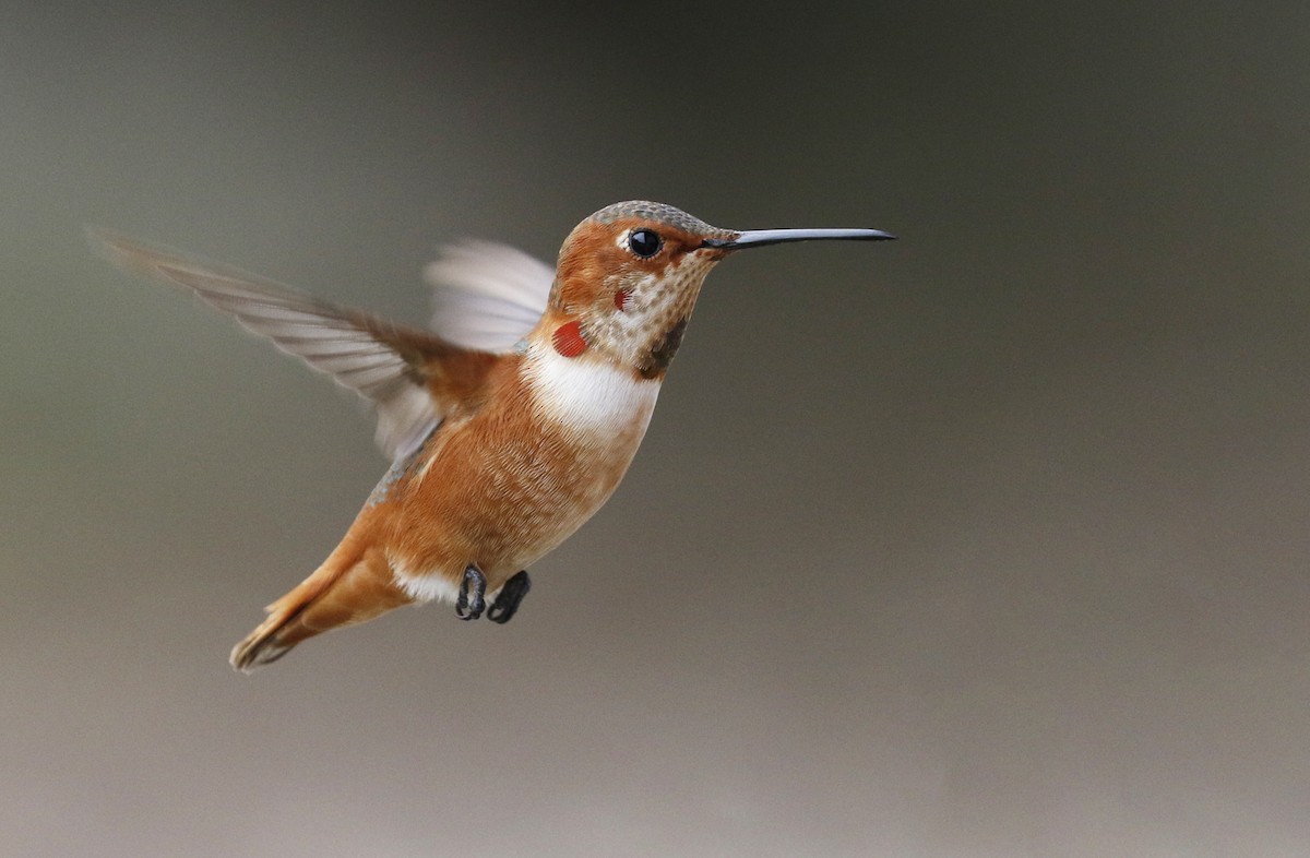 Allen's Hummingbird - Laura Keene
